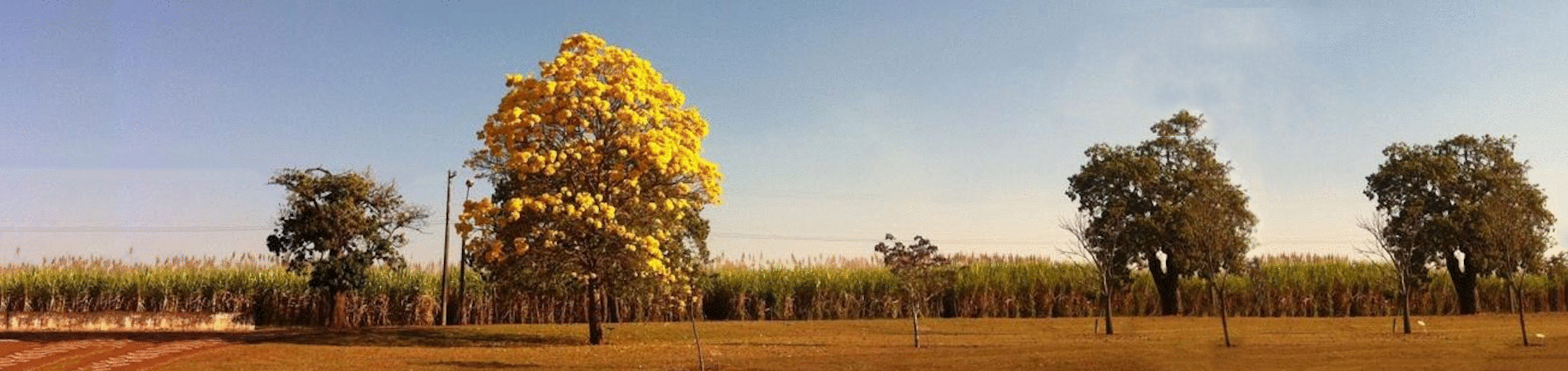 Ipê Amarelo